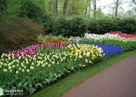 Keukenhof 2013 (46)