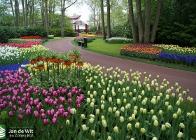 Keukenhof 2013 (47)