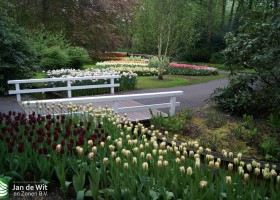 Keukenhof 2013 (48)