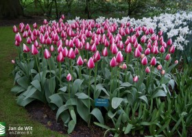 Keukenhof 2013 (50)