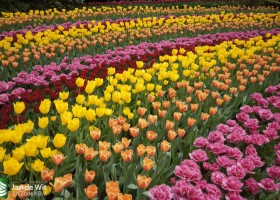 Keukenhof 2013 (52)