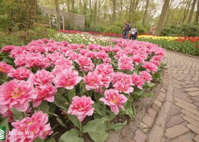 Keukenhof 2013 (54)