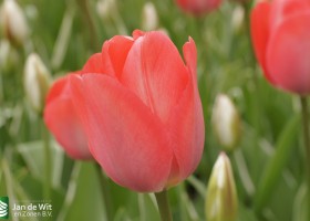 Keukenhof 2013 (56)