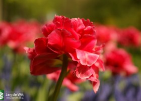 Keukenhof 2013 (57)