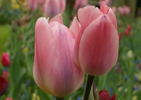 Keukenhof 2013 (58)