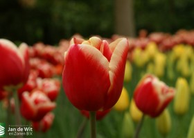 Keukenhof 2013 (59)