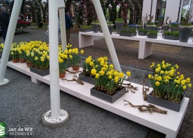 Keukenhof 2013 (6)
