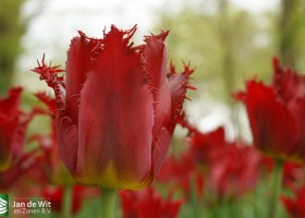 Keukenhof 2013 (61)