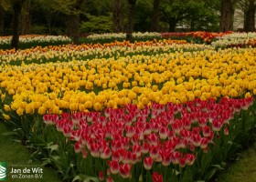 Keukenhof 2013 (62)