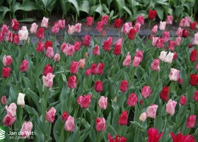 Keukenhof 2013 (8)