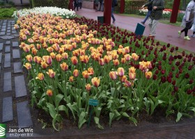Keukenhof 2013 (9)