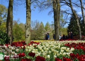 Keukenhof 2017 (11)