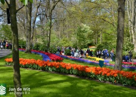 Keukenhof 2017 (13)