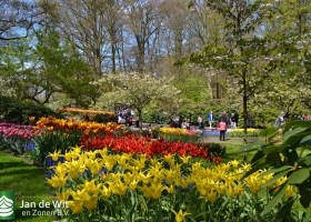Keukenhof 2017 (14)