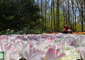 Keukenhof 2017 (15)
