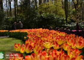 Keukenhof 2017 (16)