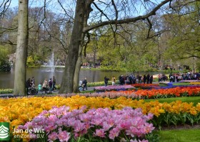 Keukenhof 2017 (17)