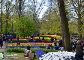 Keukenhof 2017 (18)