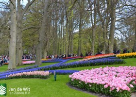 Keukenhof 2017 (19)