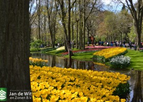 Keukenhof 2017 (2)