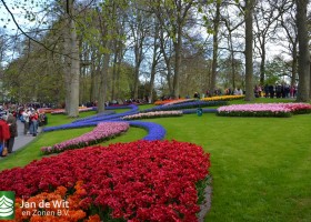 Keukenhof 2017 (20)