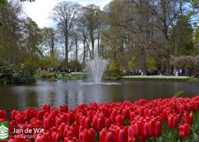 Keukenhof 2017 (22)