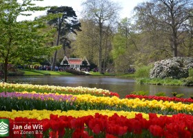 Keukenhof 2017 (24)