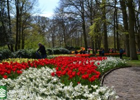 Keukenhof 2017 (25)