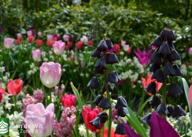 Keukenhof 2017 (26)