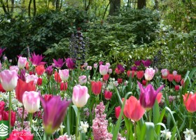 Keukenhof 2017 (27)
