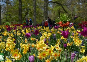 Keukenhof 2017 (28)