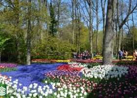 Keukenhof 2017 (3)