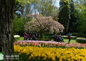 Keukenhof 2017 (30)