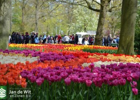 Keukenhof 2017 (31)