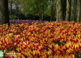 Keukenhof 2017 (32)