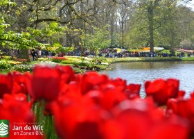 Keukenhof 2017 (33)