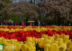 Keukenhof 2017 (36)