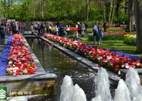 Keukenhof 2017 (38)