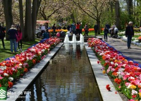 Keukenhof 2017 (39)