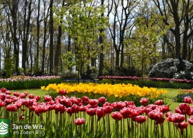 Keukenhof 2017 (4)