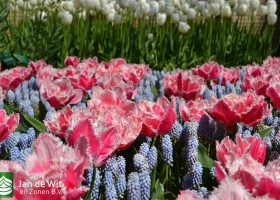 Keukenhof 2017 (40)