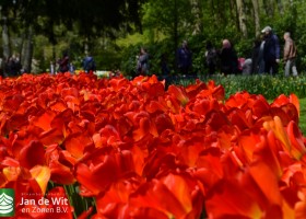 Keukenhof 2017 (42)