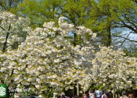 Keukenhof 2017 (44)