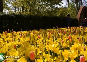 Keukenhof 2017 (46)