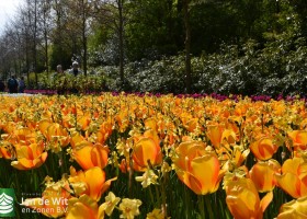 Keukenhof 2017 (47)