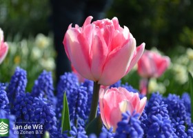 Keukenhof 2017 (48)