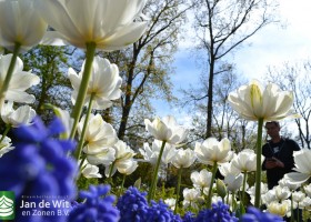 Keukenhof 2017 (49)
