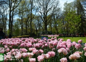 Keukenhof 2017 (5)