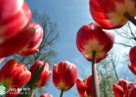 Keukenhof 2017 (50)
