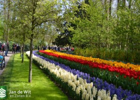 Keukenhof 2017 (51)